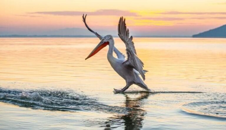 Can You Eat Pelicans? (Probably Not a Good Idea)