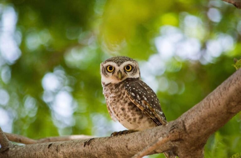 Are Owls Smart? (Not Really! Here’S Why)