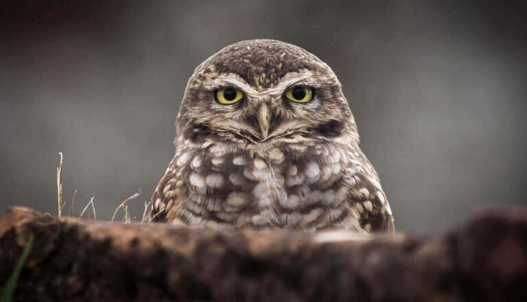 Do Owls Eat Snakes? [Yes! Here’S How]