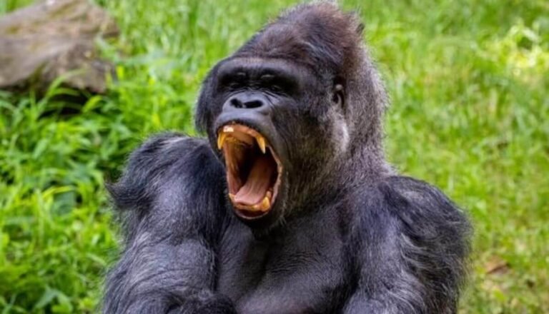 Are Gorillas Dangerous? Do Gorillas Attack Humans?