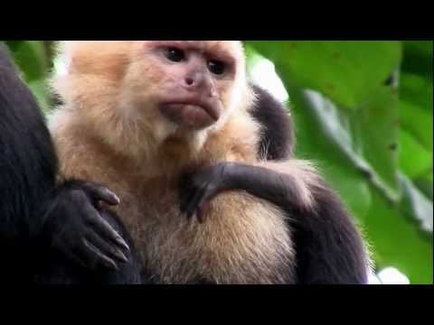 Primates And Where to See Them
