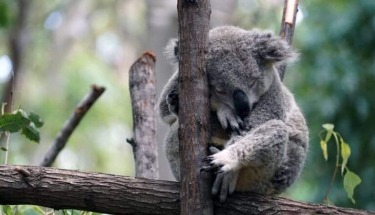 Are Koalas Friendly? (It’S Not What You Think)