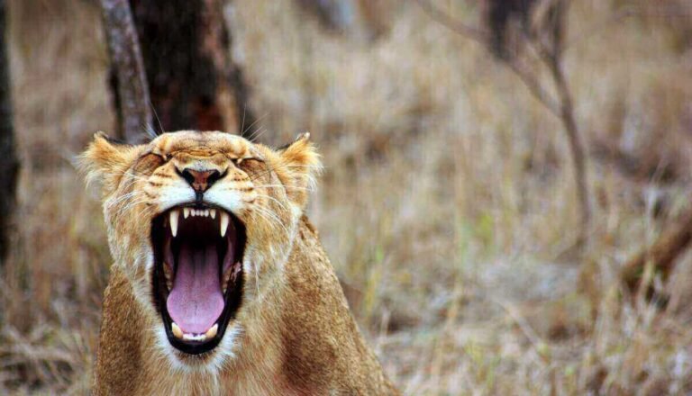 Why Do Lions Roar? Everything You Need to Know!