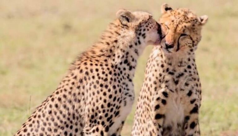 Are Cheetahs Friendly? (Myth Busted)