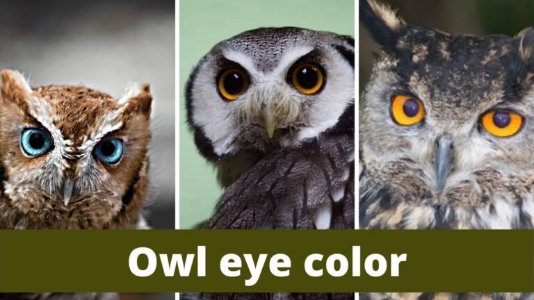 Owl Colors: What Colors Can Owls Be?
