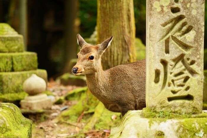 Wildlife in Japan