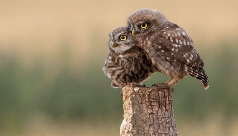 What is a Female Owl Called? (Answered & Explained)