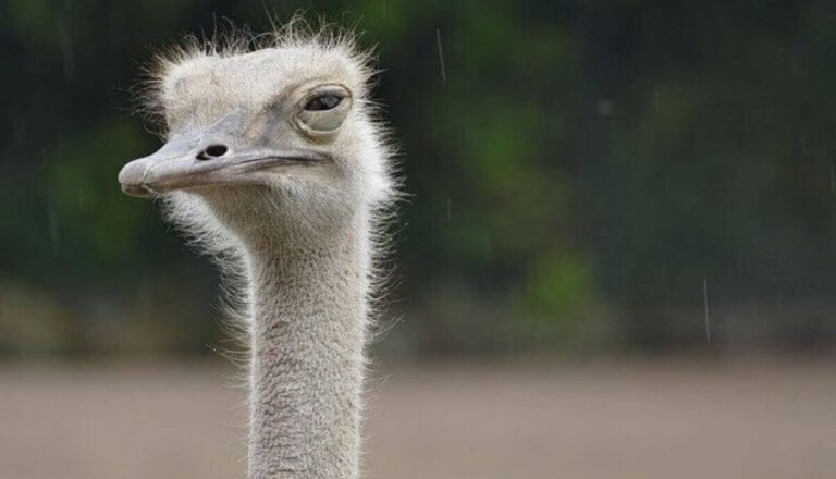 Are Ostriches Dangerous? (Yes! 4 Main Reasons Why)