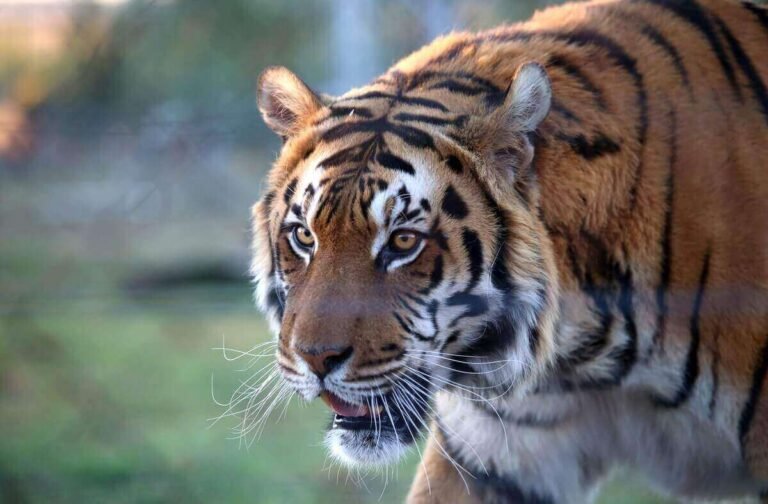 Do Tigers Kill And Eat Their Young? (Surprising Truth!)