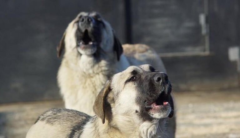 9 Amazing Animals That Howl (With Pictures)