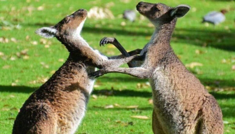 Are Kangaroos Dangerous? (Do Kangaroos Attack Humans?)
