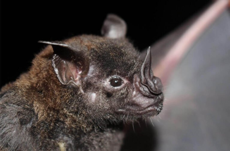 Do Bats Eat Spiders? (Yes! Here’S How)