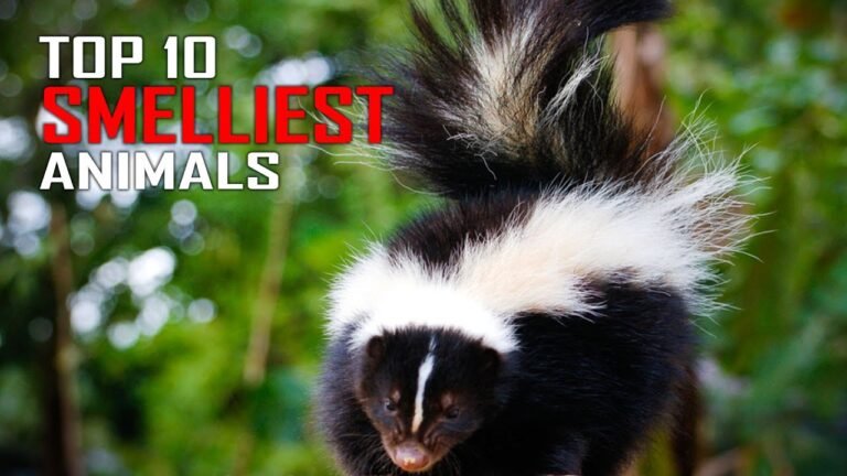Top 10 Smelliest Animals