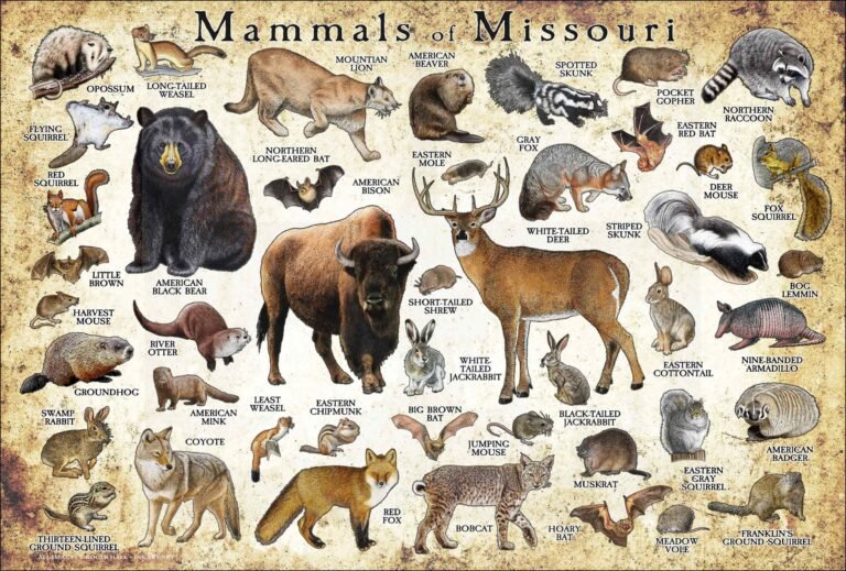 Animals in Missouri