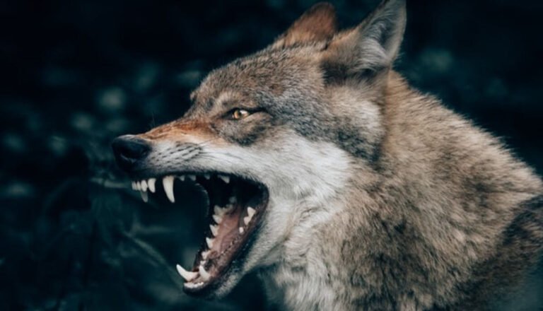 Top 5 Deadliest And Most Dangerous Wolf Breeds in the World