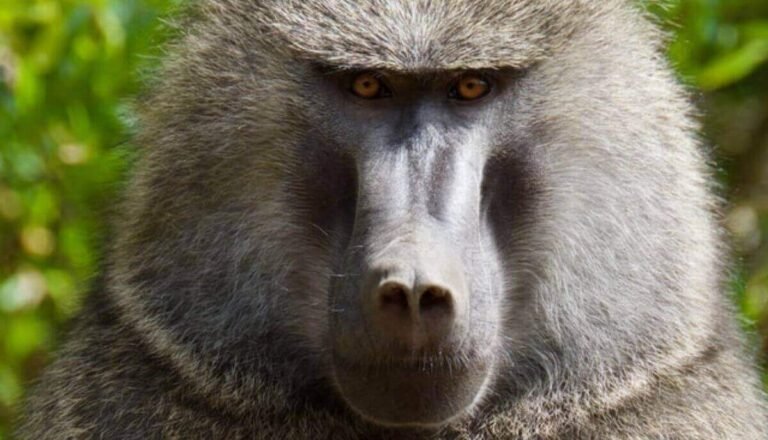 How Strong Are Baboons? Baboon Strength Explained