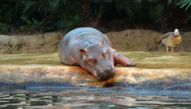 Do Hippos Like Chocolate?