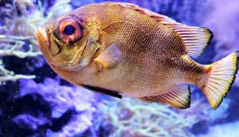 12 Amazing Fish With Big Eyes