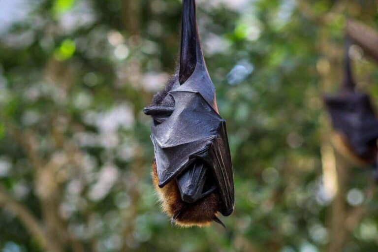 Can Bats Take off From the Ground? [Shocking Truth]