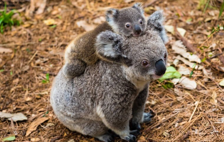 Where Can You See Koalas