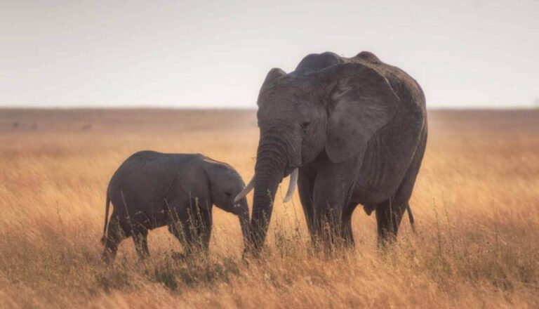 Are Elephants Friendly? Do Elephants Like Humans?