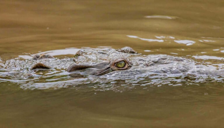 Are Crocodiles Amphibians Or Reptiles? (Explained)