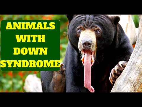 Top 10 Animals With Down Syndrome