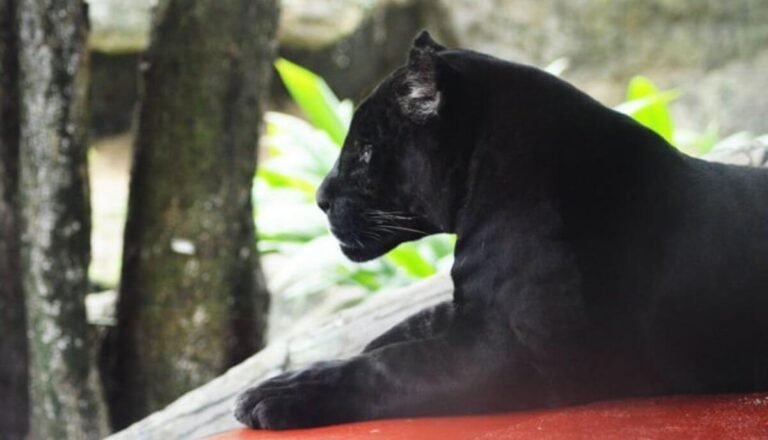 Can You Have a Pet Panther? 4 Reasons Why Shouldn’T