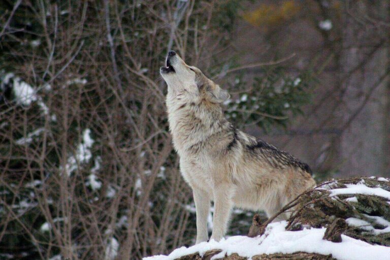 Can Wolves Purr? What Sounds Do Wolves Make?