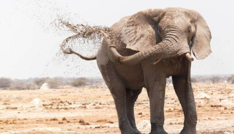 Do Elephants Eat Meat? (No! Here’S Why)