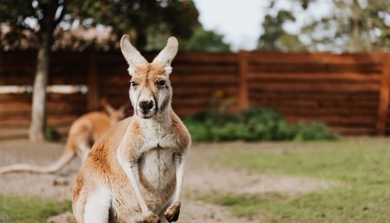 Can Kangaroos Walk Backwards? [No! Here’S Why]