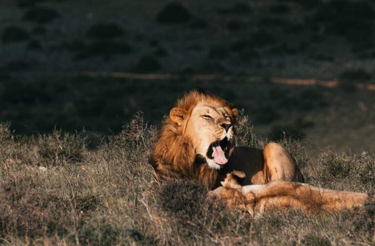 Why Do Lions Lick Their Prey? (Answered & Explained)