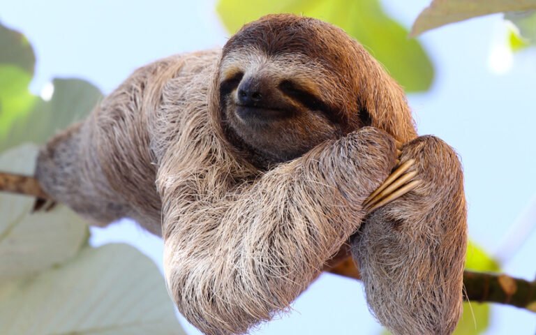 Best Places to See Sloths