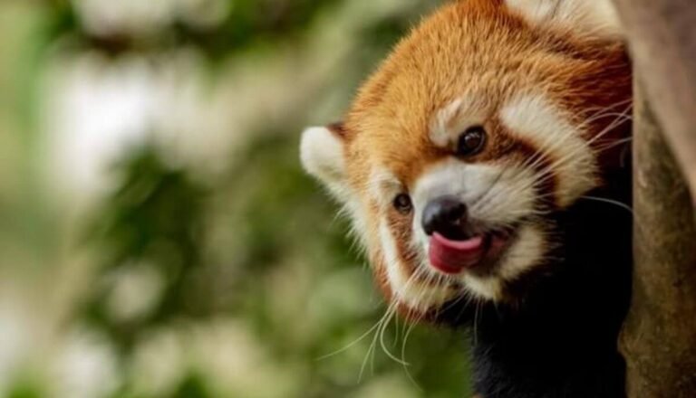 Are Red Pandas Dangerous? Do Red Pandas Attack Humans?