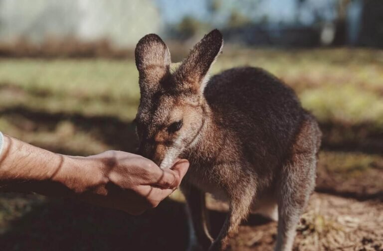 Do Kangaroos Lay Eggs? How Do Kangaroos Give Birth?