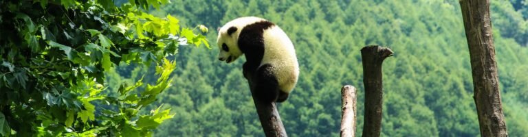 Best Places to See Giant Pandas
