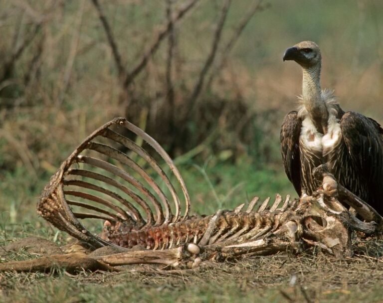12 Scavenger Birds (Birds That Eat Dead Animals)