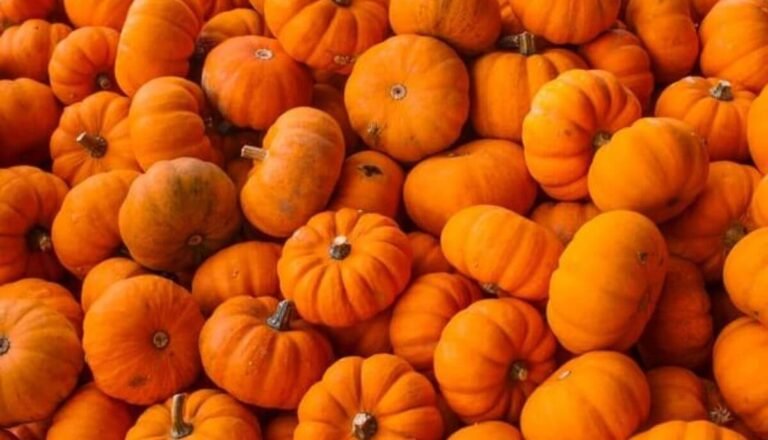 What Animals Eat Pumpkins? (6 Examples With Pictures)