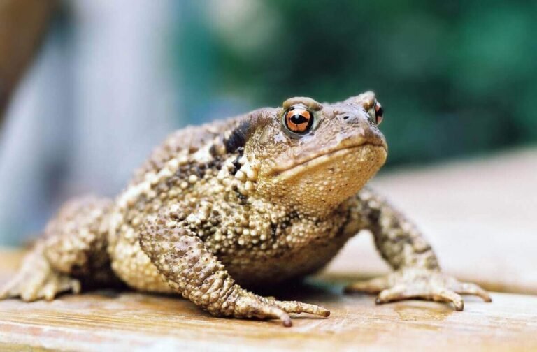 Can You Eat Toads? (Probably Not! Here’S Why)