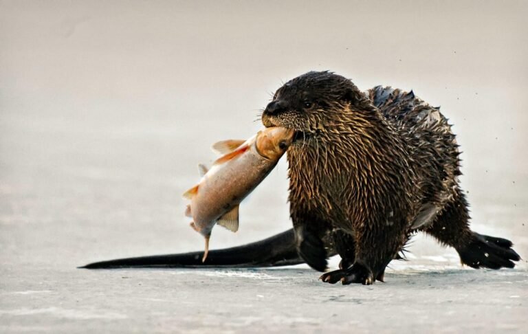 Do Otters Eat Fish?