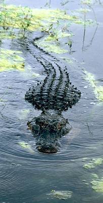 Where to See Alligators in the Wild