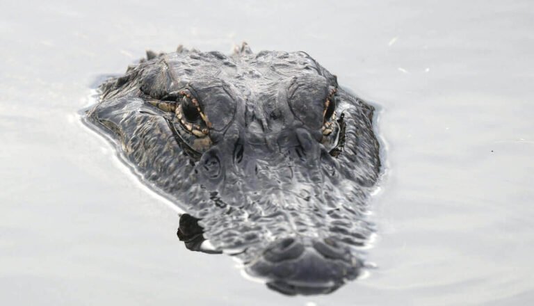 Can Alligators Smell Blood?