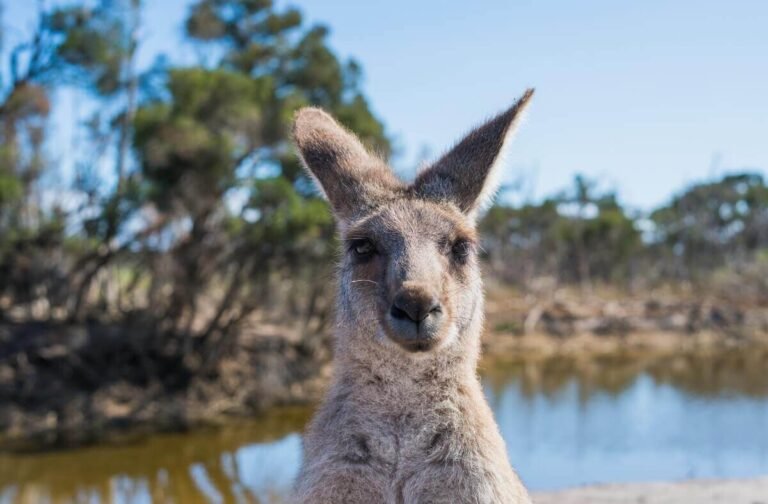 Are Kangaroos Smart? [It’S Not What You Think]