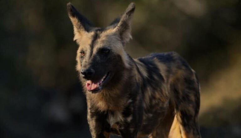 Are Wild Dogs Dangerous? Do Wild Dogs Attack Humans?