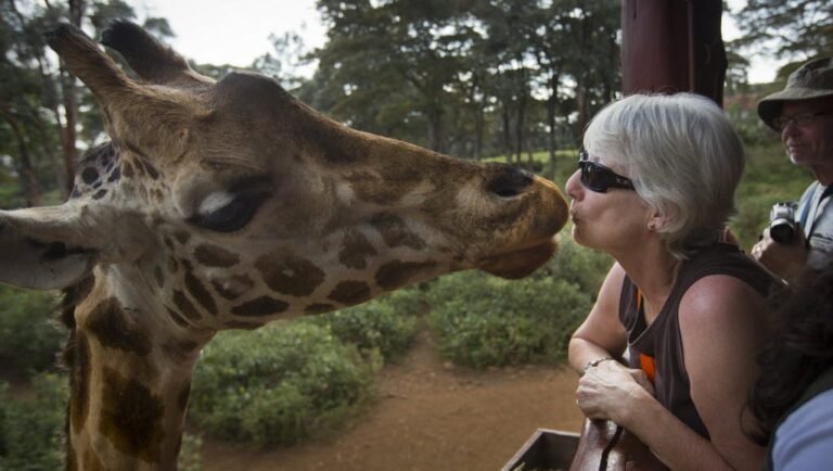 Are Giraffes Dangerous? Do Giraffes Attack Humans?
