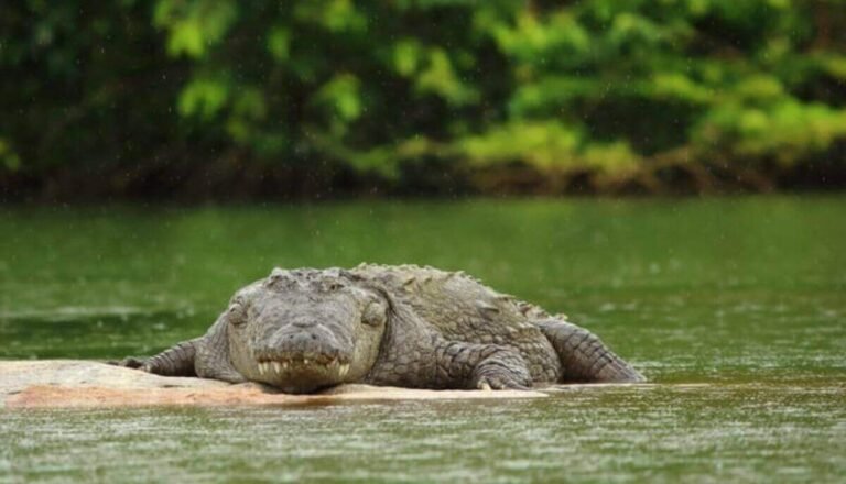 Where Do Alligators Sleep? [Gator Sleeping Habits Explained]