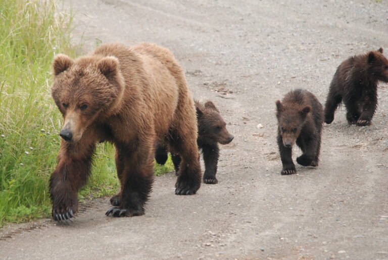 Are Grizzly Bears Dangerous? (Yes! 4 Main Reasons Why)