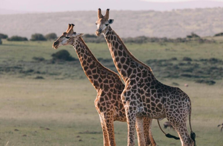 12 Cool Animals With Long Necks! [Pictures & Neck Length]