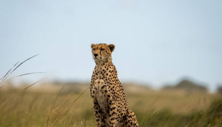 Are Cheetahs Dangerous? Do Cheetahs Attack Humans?