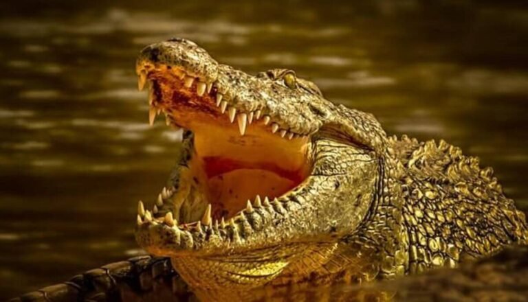 Top 8 Most Dangerous Crocodiles in The World (Ranked)